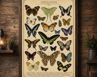 Vintage Butterfly Chart Print Antique Natural History Butterfly Wall Art Scientific Illustration Nature Decor Giclee Poster Gift Home