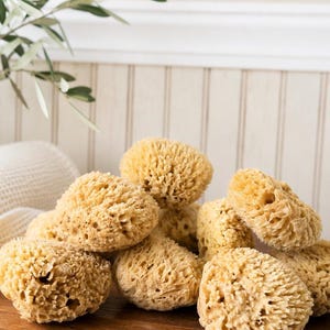 May include: A collection of natural sea sponges with a porous, textured surface and a light tan color. The sponges are rounded and irregular in shape, featuring numerous small holes and organic patterns throughout their fibrous, lightweight structure.
