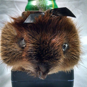 Beaver Face can holder