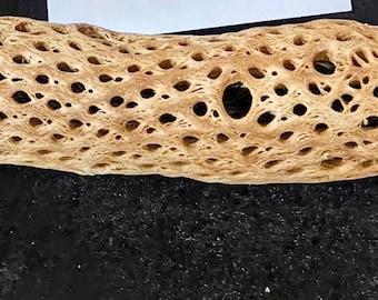 1ft straight Teddy Bear Cholla Wood cactus skeleton 12in long – Aquarium, Terrarium Decor