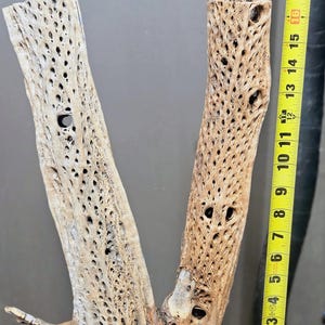 May include: A light brown, porous cholla wood piece with a natural, weathered texture and a hollow, lattice-like structure. A yellow measuring tape is positioned vertically next to the wood, indicating a height of approximately 17 inches.