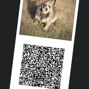 May include: A digital interface displaying a Share QR screen with a photograph of a small, scruffy dog sitting in grass. Below the photo is a black and white QR code, a green banner with the text Snapseed SCAN TO GET THE LOOK, and a green button labeled SHARE LOOK.