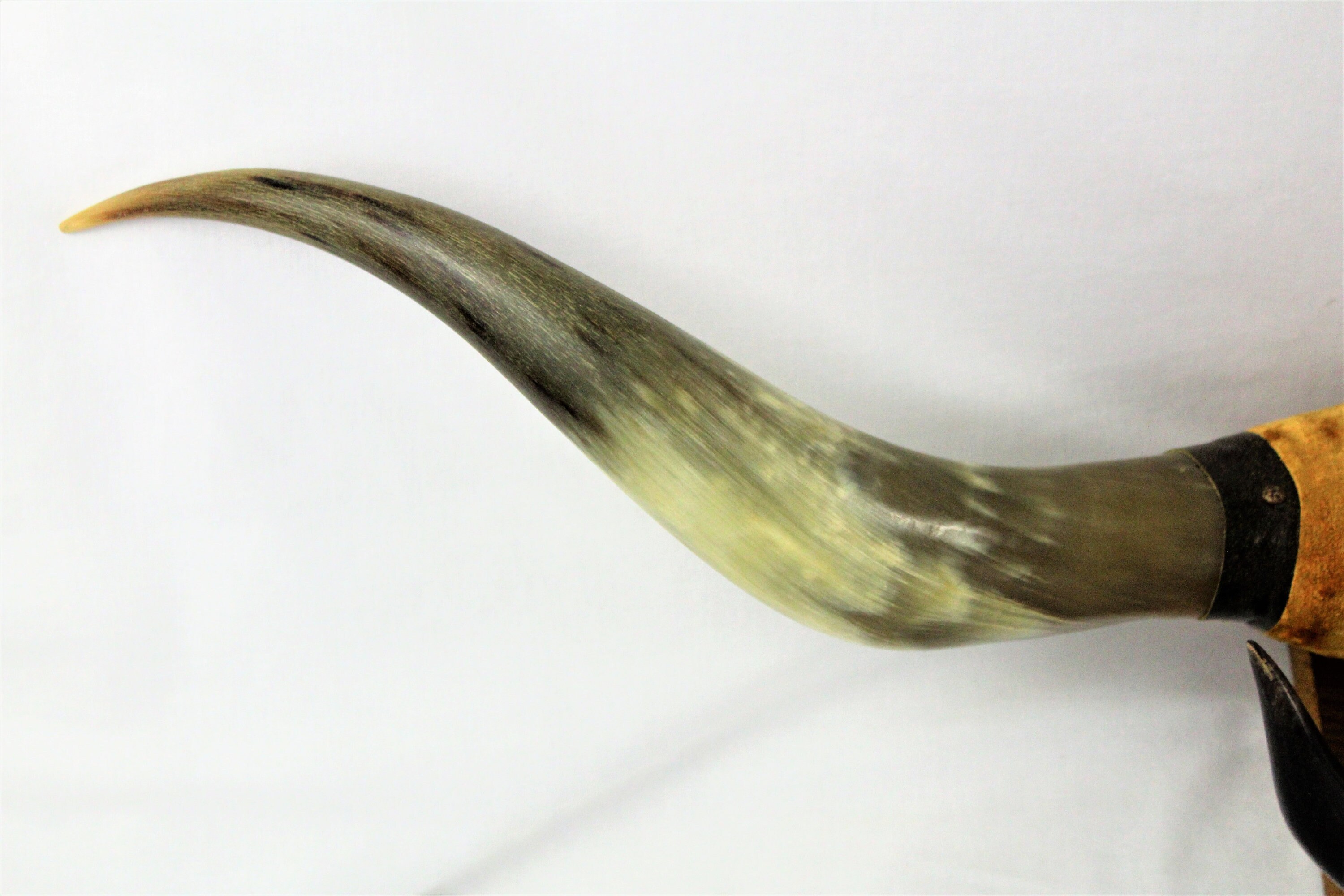 Vintage Pair of Bull Horns, Twin Mounted Bull Horns, 3 FT, 7 IN