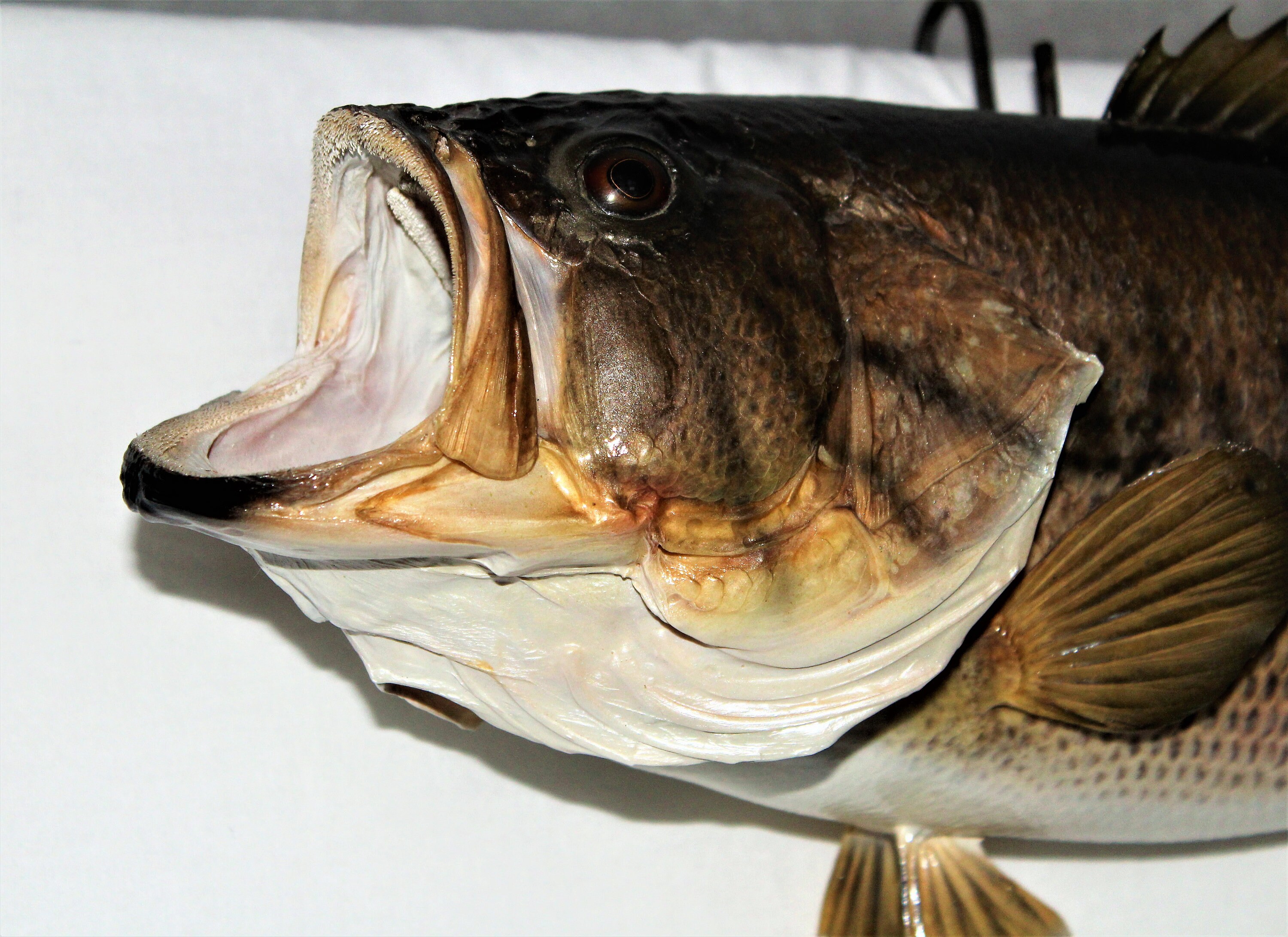 Vintage Taxidermy Fish / Largemouth Bass Taxidermy / Wall Mount
