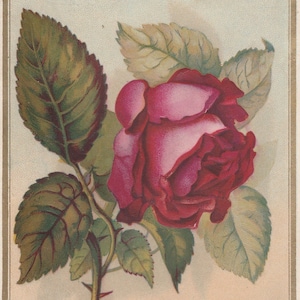 Antikes Papier Ephemera viktorianischen Handel Karte-Tag Seife-rote Rose, geprägt