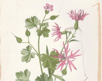May include: A botanical illustration of a plant with pink flowers and green leaves. The plant is labeled "Shining-Cranes-Bill & Ragged-Robin."