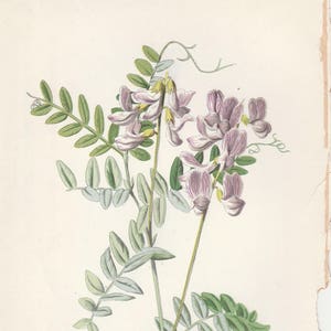 Antique Victorian Art Print-Book Plate-Lithograph Botanical Wildflower- Wood Vetch from F Edward Hulme