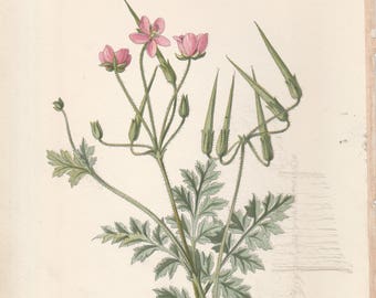 May include: A botanical illustration of a Stork's Bill plant with pink flowers and green leaves. The plant is depicted in detail, showcasing its delicate features.
