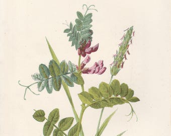 May include: A botanical illustration of a bush vetch and sweet-scented vernal grass. The illustration features pink flowers and green leaves.