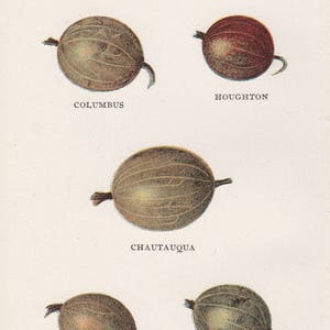 Antique Victorian Art Print-Book Plate-Lithograph- Gooseberries-Biggle Berry Book 1905