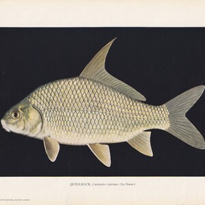 Vintage Art Print-Book Plate-Lithograph-Animals, Fishes of Ohio, Quillback, 1939-1945