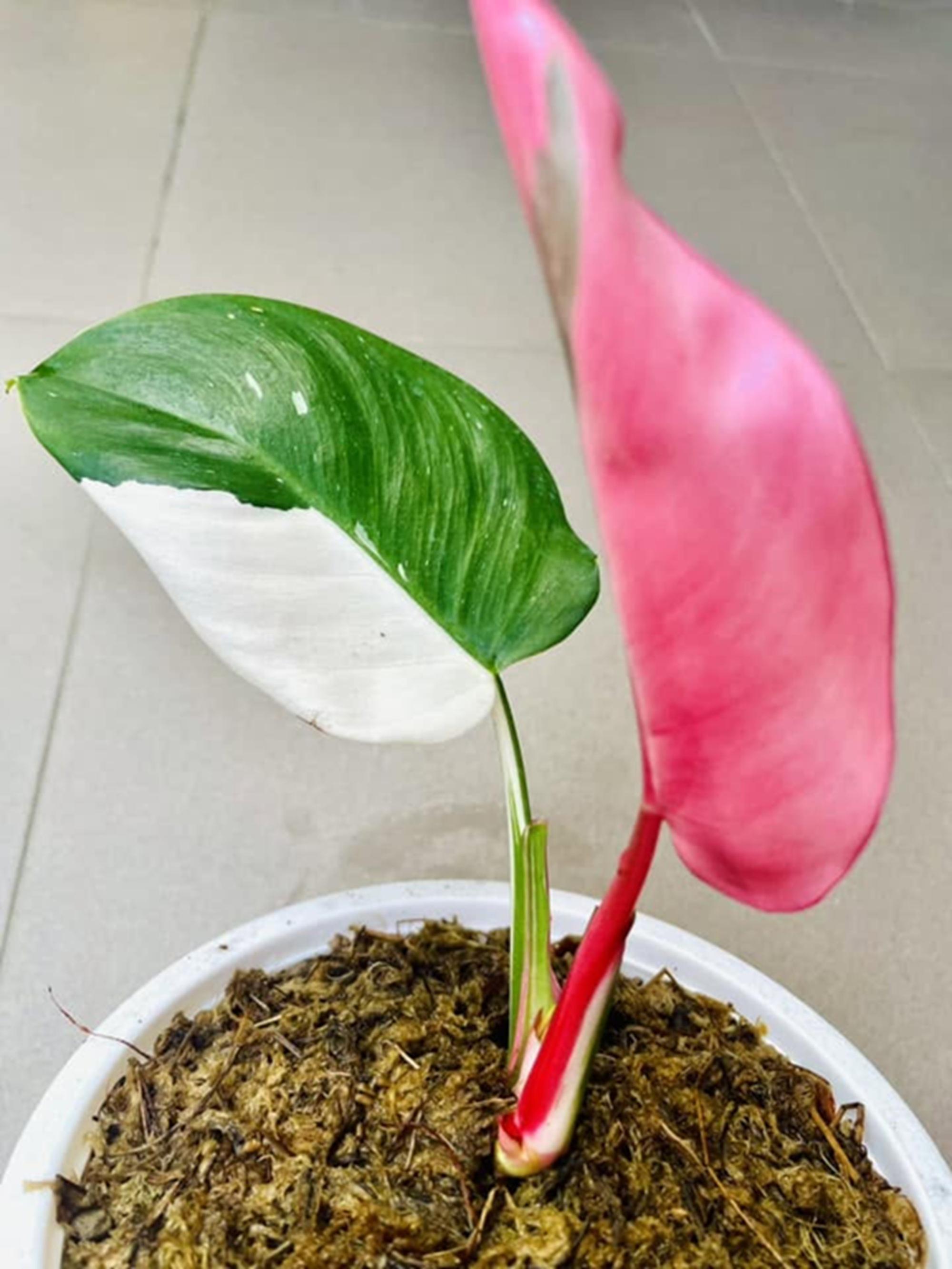 Alocasia yucatan princess - Etsy 日本