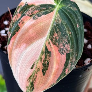 YM099 フィロデンドロン・メラノクリサム・ピンク斑入り Philodendron melanochrysum - Etsy 日本