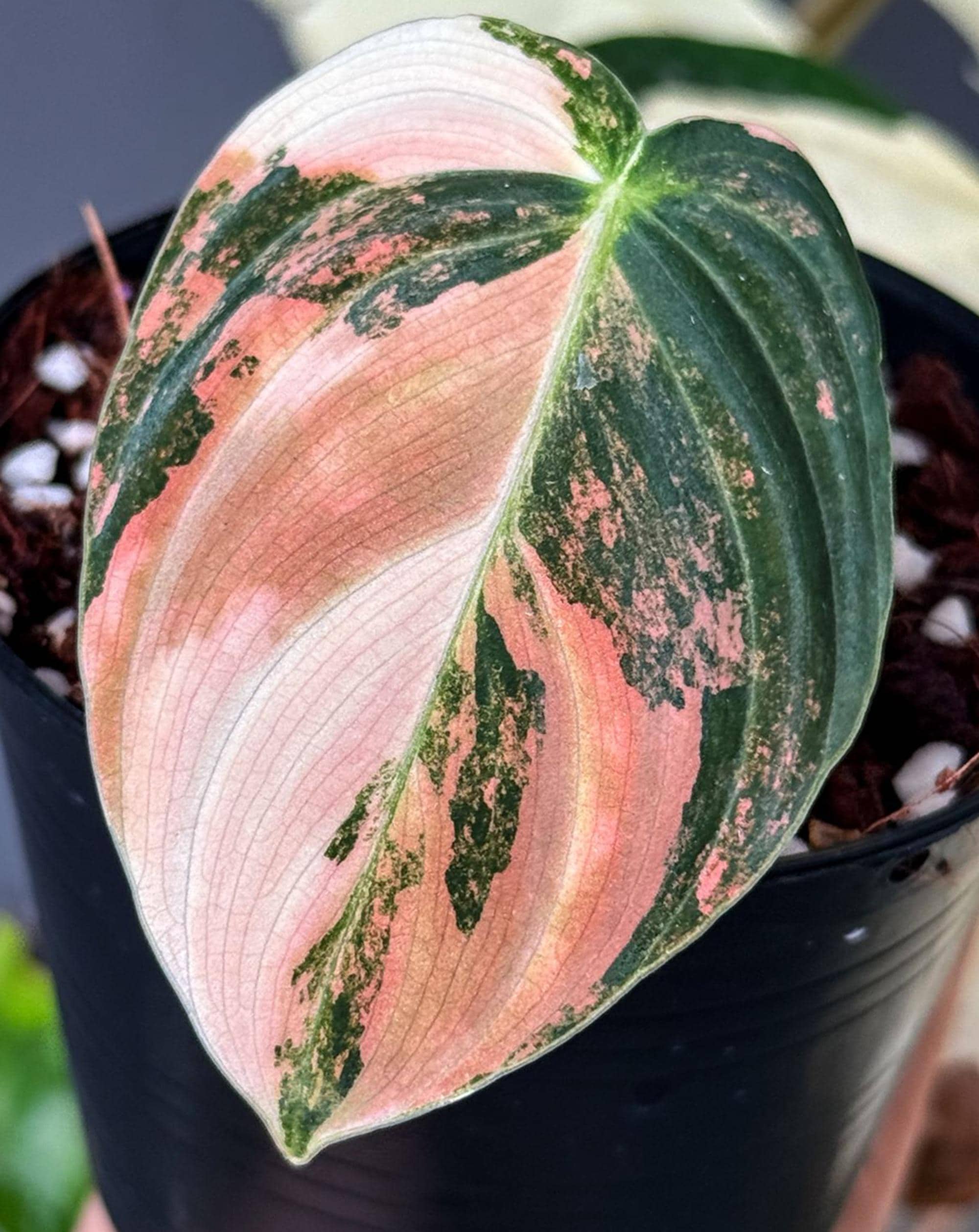 Philodendron micans - Etsy 日本