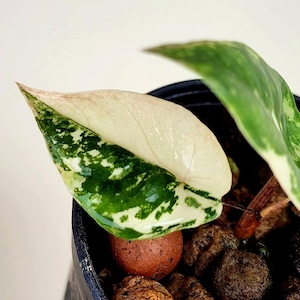 Op de afbeelding: Een bont Philodendron-blad met een duidelijke verdeling van crèmewitte en donkergroene gevlekte patronen. De plant staat in een zwarte pot gevuld met bruine kleikorrels en heeft een roodbruine stengelbasis.