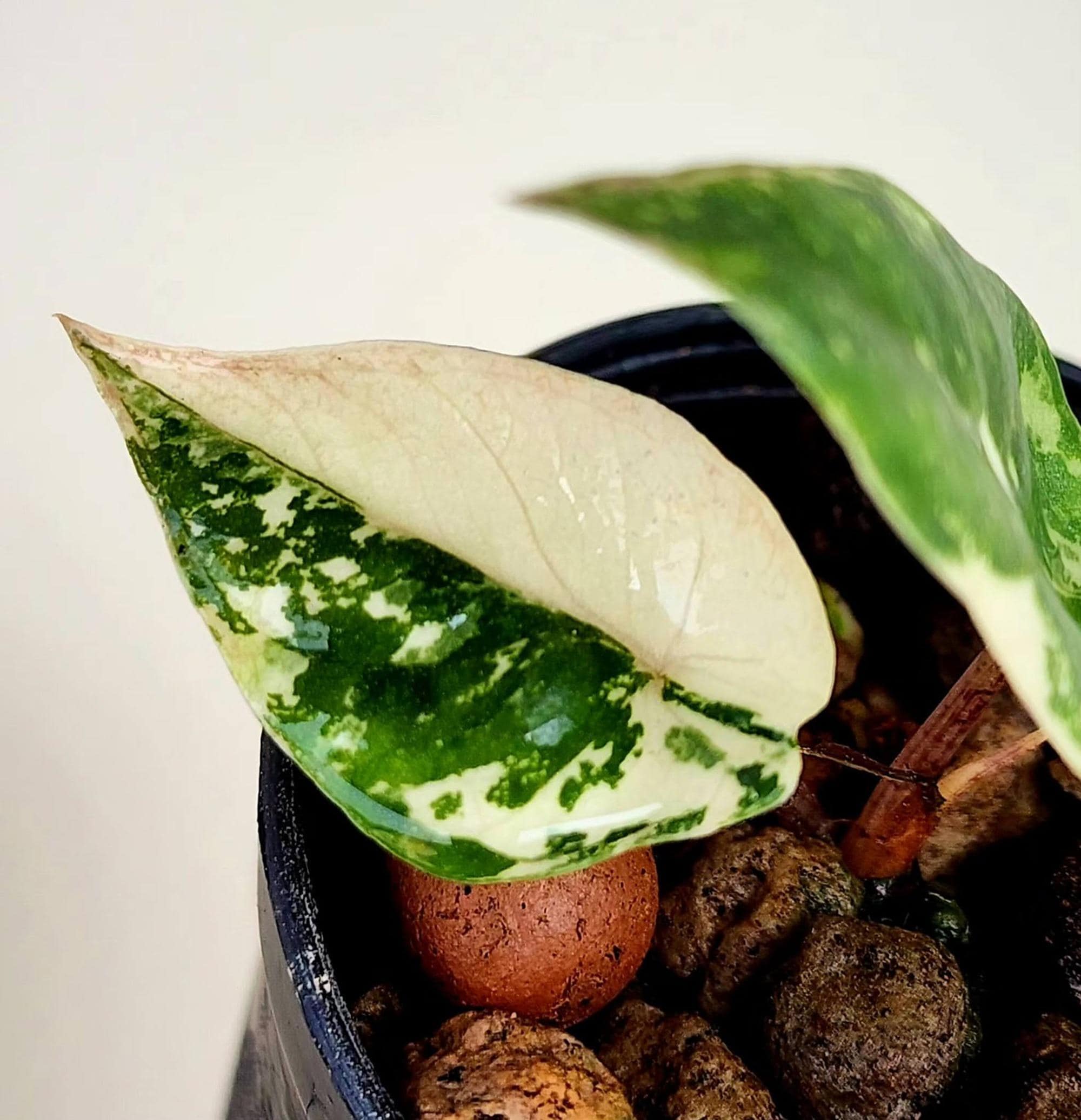 Alocasia nebula - Etsy 日本