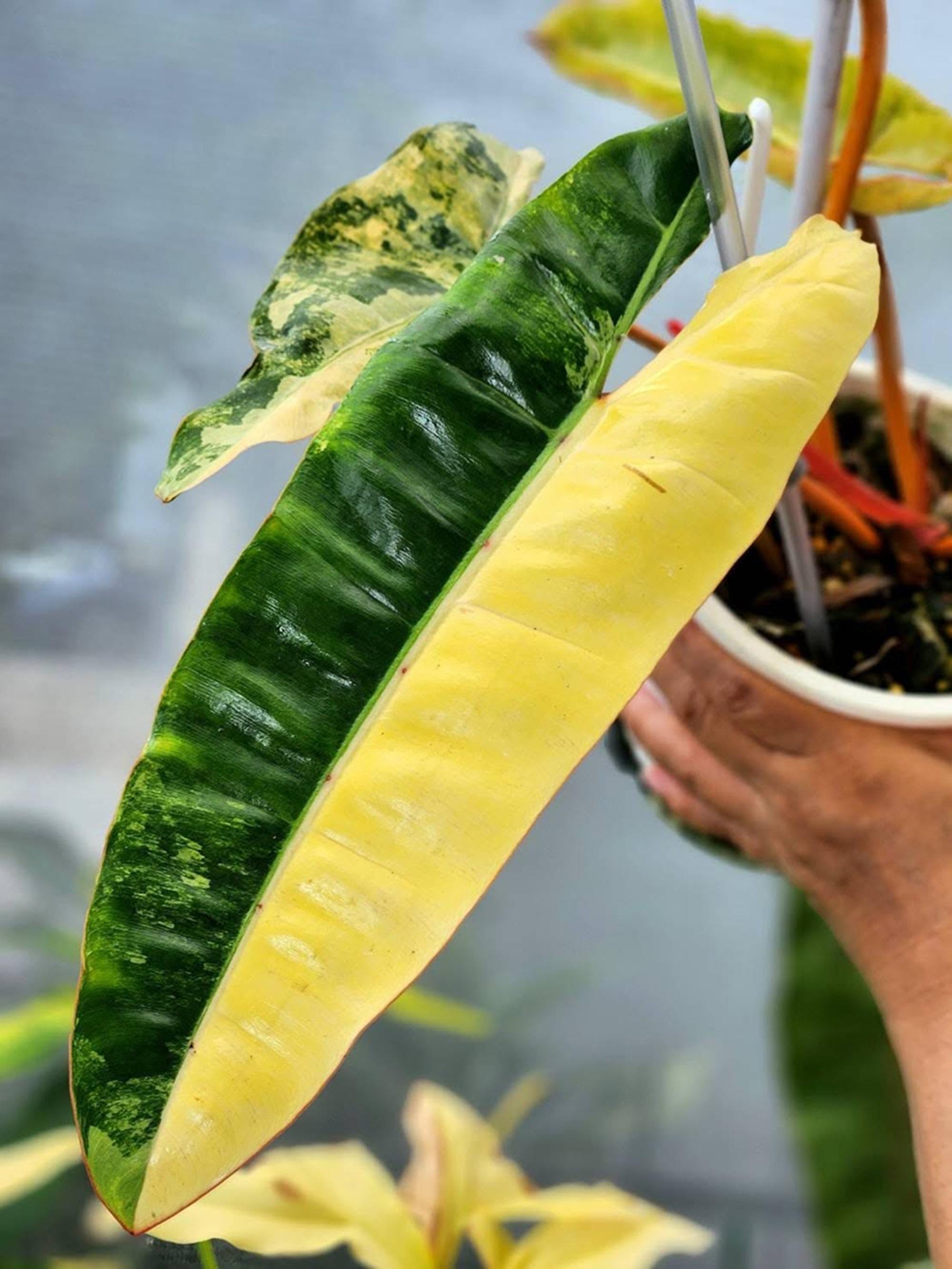 フィロデンドロン　Philodendron Billietiae　斑入り Philodendron billietiae variegated - Etsy 日本
