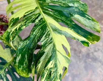 Monstera Deliciosa Ocean Mint Variegated Starter Plant Rare Plant Gardening