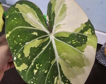 Philodendron Gloriosum Tricolour Albo Variegated Starter Plant Rare Plant Gardening