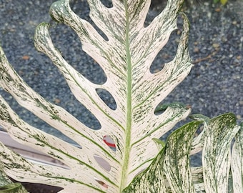 Monstera Devil Original, panaschierte Jungpflanze, seltene Pflanze für den Gartenbau
