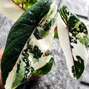 Variegated alocasia melo - Etsy 日本
