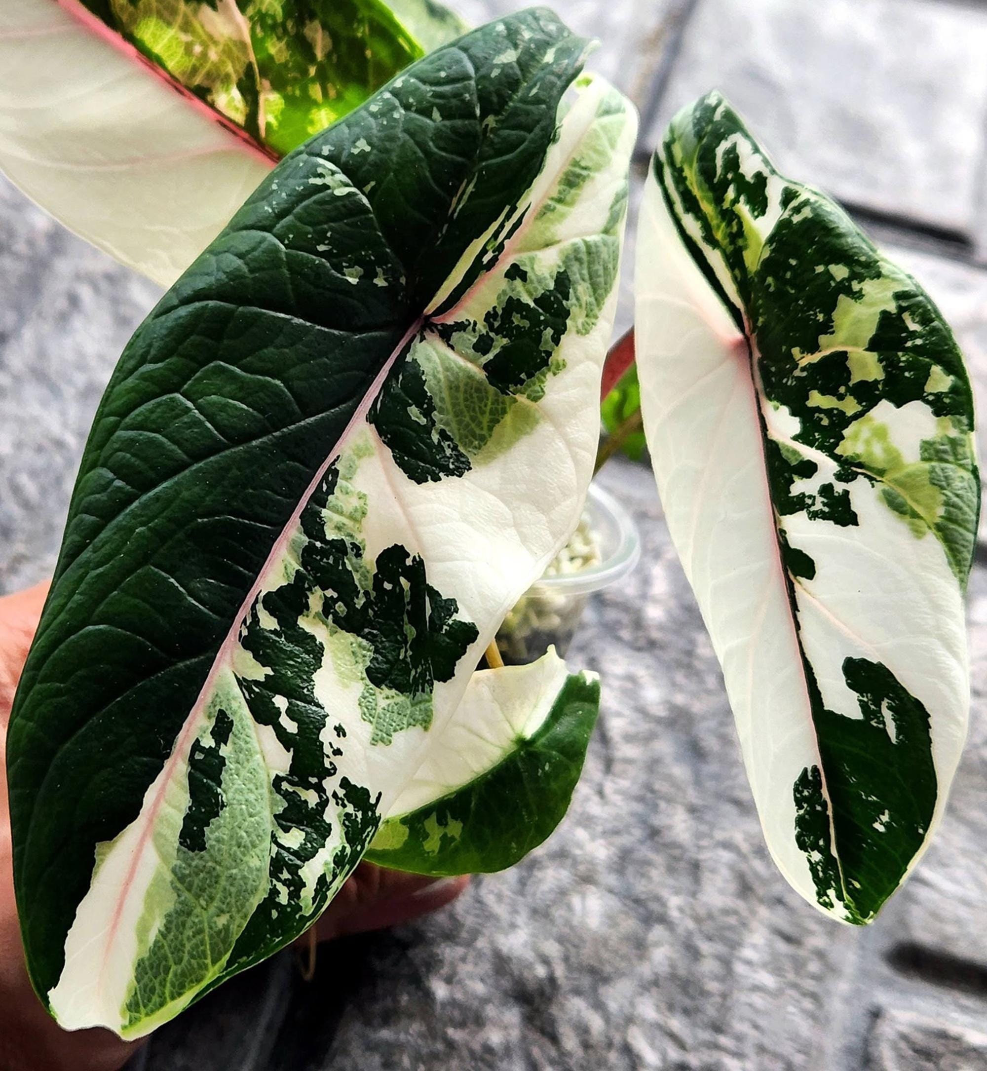 Alocasia melo albo - Etsy 日本