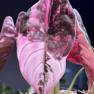 Alocasia cuprea - Etsy 日本