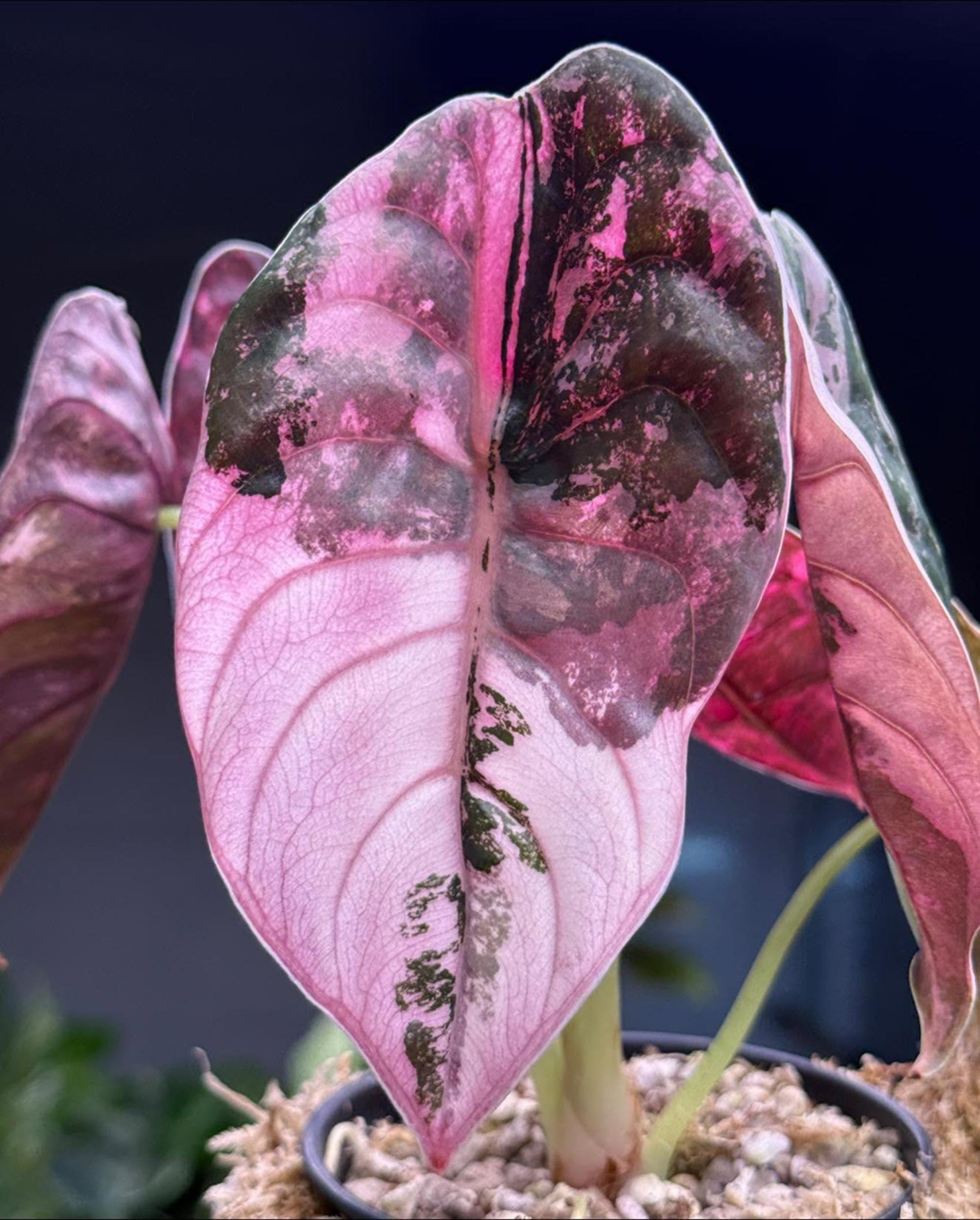 Alocasia yucatan princess - Etsy 日本