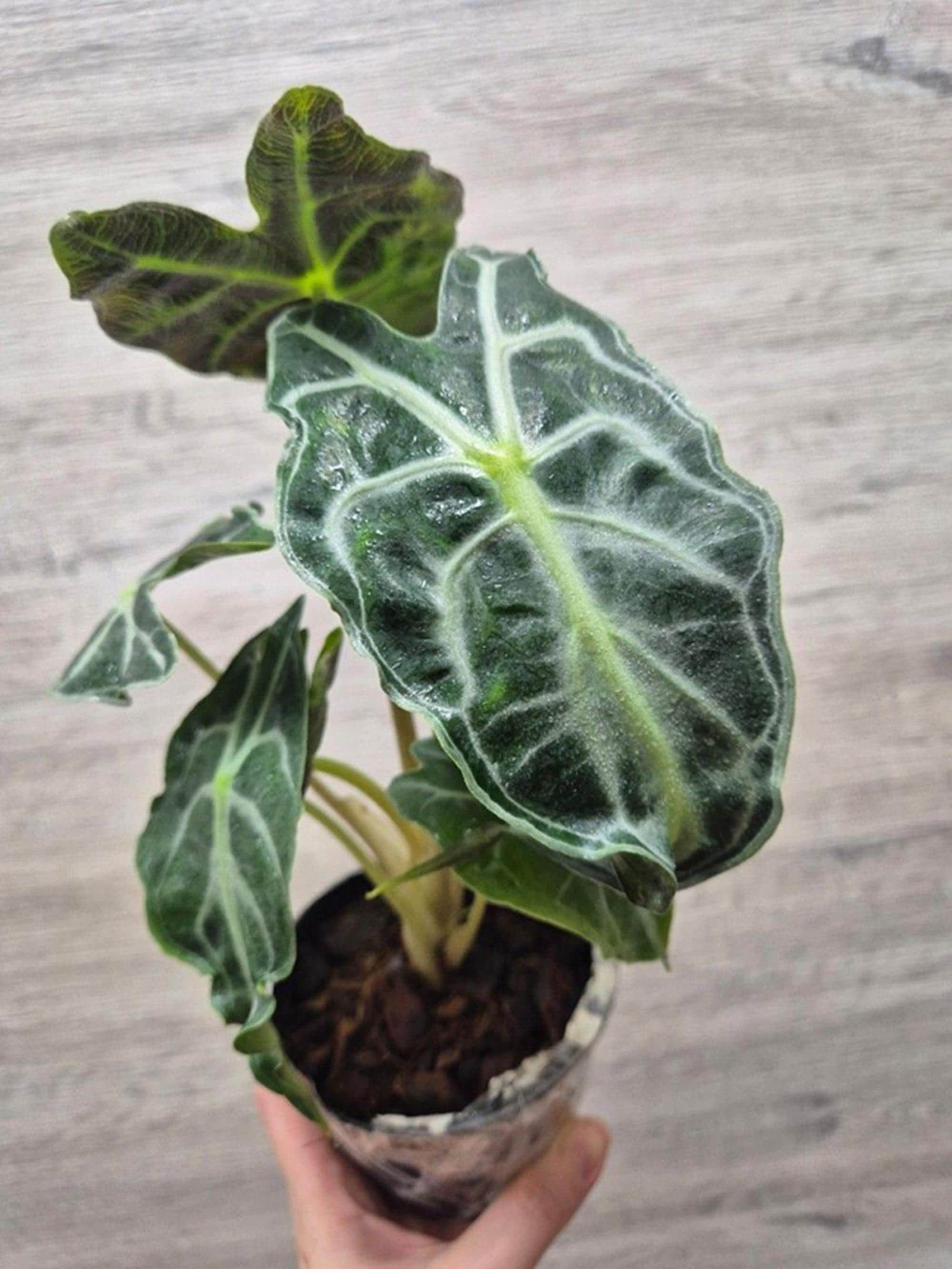 Alocasia nebula - Etsy 日本
