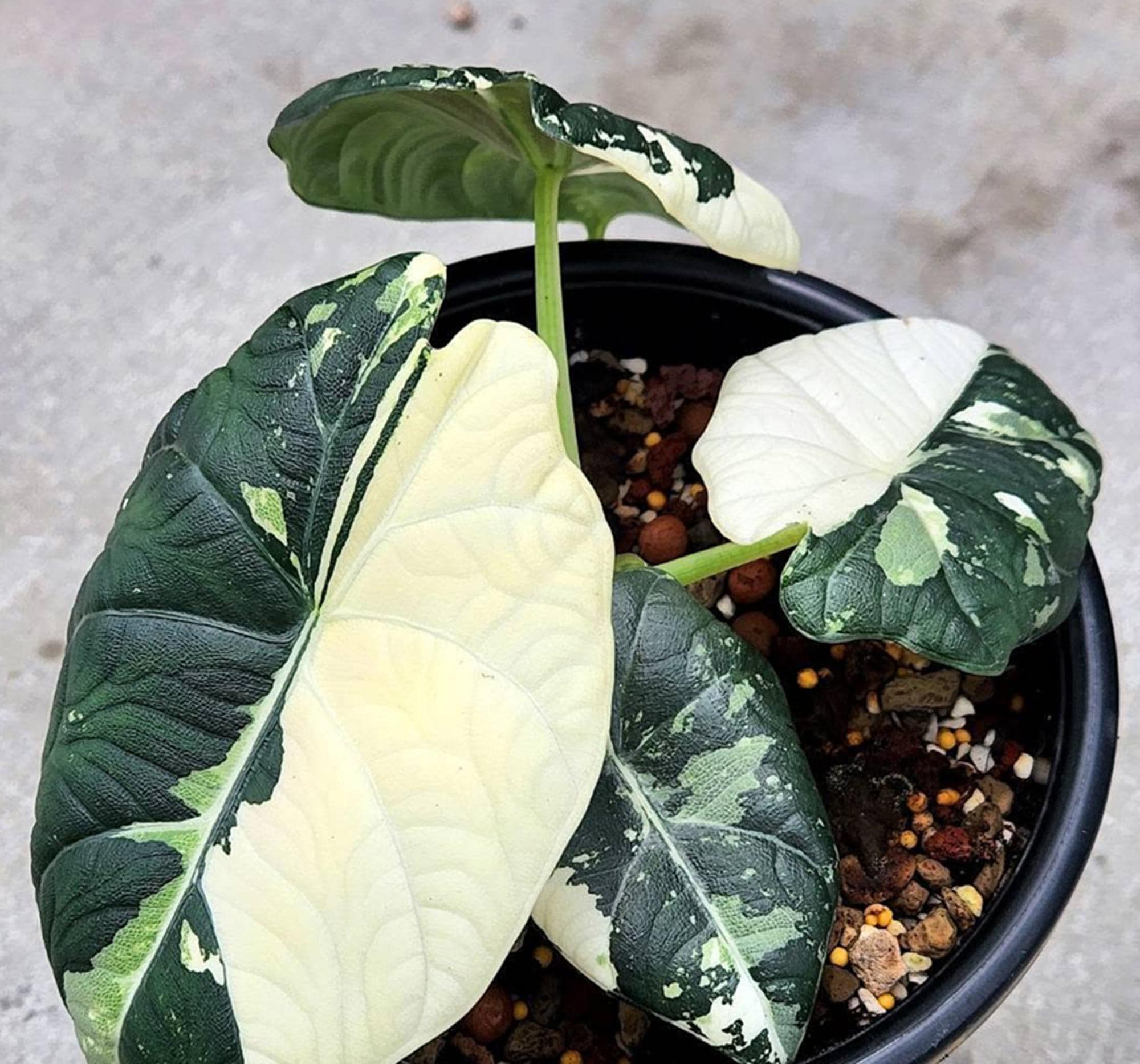 Alocasia nebula - Etsy 日本