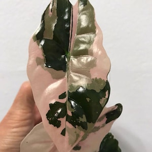 Puede incluir: Una hoja de planta variegada que presenta un patrón llamativo de verde bosque profundo, verde salvia apagado y parches de color rosa pastel suave. La hoja tiene una textura lisa y brillante con una punta puntiaguda y venas marcadas.