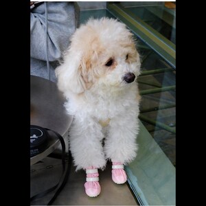 May include: A small, fluffy dog with cream and white curly fur, dark eyes, and a black nose. The dog is wearing two pairs of light pink protective pet boots on its front paws, each featuring two white horizontal velcro straps for a secure fit.