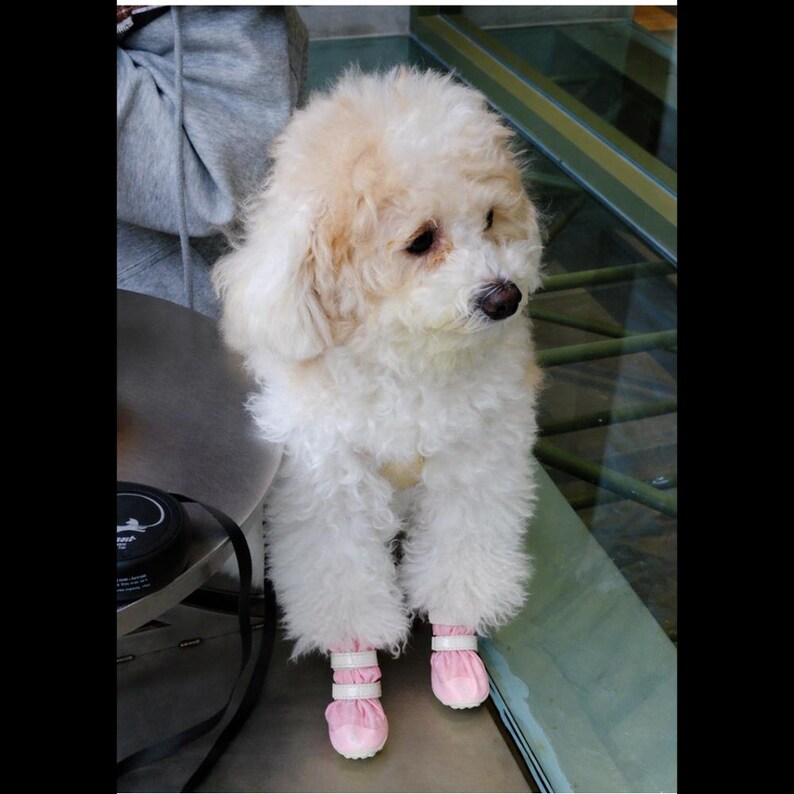 May include: A small, fluffy dog with cream and white curly fur, dark eyes, and a black nose. The dog is wearing two pairs of light pink protective pet boots on its front paws, each featuring two white horizontal velcro straps for a secure fit.
