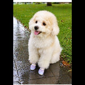 May include: A small, fluffy, cream-colored dog with curly fur and dark eyes, sitting with its tongue out. The dog is wearing two light purple protective boots on its front paws, each secured with a white strap and a small metallic buckle.
