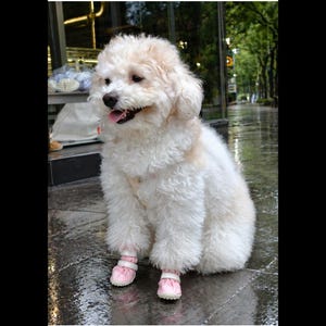 May include: A fluffy, cream-colored dog with curly fur sits upright, wearing a pair of light pink protective boots on its front paws. The dog has a dark nose, a slightly open mouth showing its tongue, and floppy ears, appearing alert and calm.