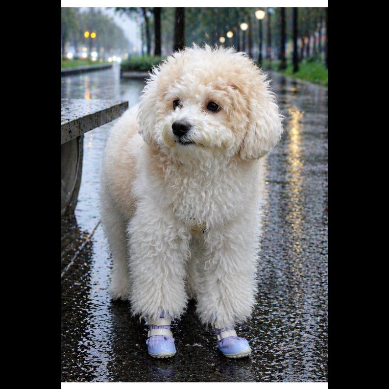 May include: A small, fluffy, cream-colored dog with curly fur standing on a wet, dark surface. The dog is wearing light purple protective footwear on its front paws, each secured with a white strap across the top of the foot.