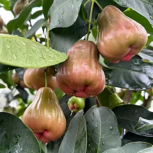 Black Sugar Barbie Wax Apple Tree Ultra Premium Dark Red Jambu Sapling Super Sweet Rare Live Fruit Tree Bare Root