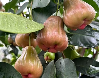 Black Sugar Barbie Wax Apple Tree Ultra Premium Dark Red Jambu Sapling Super Sweet Rare Live Fruit Tree Bare Root