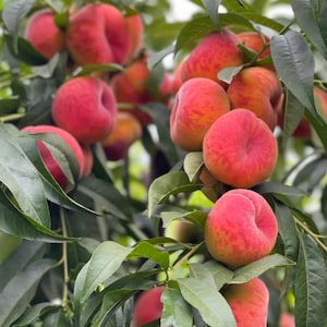 May include: A cluster of ripe, round peaches hanging from a tree branch with green leaves. The fruit displays a gradient of colors ranging from soft yellow to vibrant red, with a fuzzy skin texture visible on the surface of each individual peach.