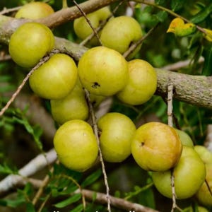 May include: A cluster of round, light green amla fruits hanging from a textured brown tree branch. The fruits have a smooth, firm skin with subtle vertical segments and a small dark center point, surrounded by green leaves and thin twigs.