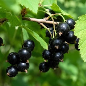 Rare Krishna Amla Tree Sapling: Grafted Indian Gooseberry Live Plant