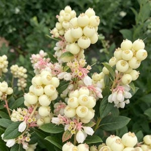 K&ouml;nnte beinhalten: Eine Ansammlung runder, blass cremefarbener Beeren an einem Strauch mit gr&uuml;nen Bl&auml;ttern. Die Pflanze zeigt kleine, glockenf&ouml;rmige wei&szlig;e Bl&uuml;ten und hellrosa St&auml;ngel, wobei mehrere Fruchtb&uuml;schel zwischen dem Laub zu sehen sind.