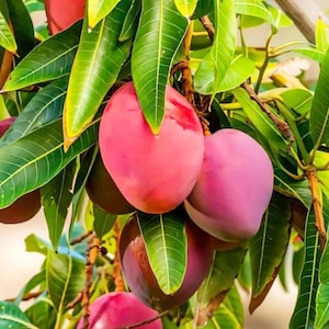 May include: Several ripe mangoes hanging from a tree branch, featuring smooth skin with vibrant gradients of pink, red, and purple. The fruit is surrounded by long, pointed, deep green leaves with visible veins, attached to thin, woody stems.
