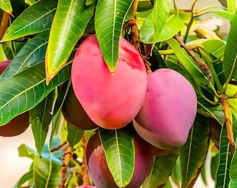 Grafted Miyazaki Mango Tree Sapling: Rare Japanese Fruit Plant (Bare-Root)