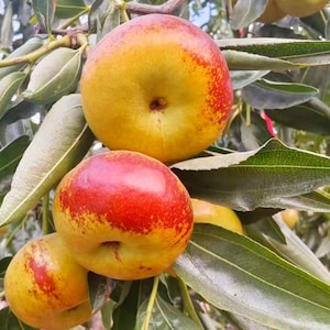May include: Three round, smooth-skinned fruits hanging from a tree branch. Each fruit displays a gradient of vibrant yellow and deep red coloration. The fruits are surrounded by elongated, pointed green leaves with visible veins and textures.