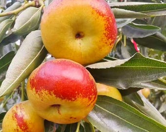 Rare Pan Jujube Tree Grafted Sapling: Sweet, Crunchy Exotic Fruit Live Plant