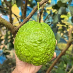 May include: A round, light green guava fruit with a textured, bumpy skin surface. The fruit is attached to a thin, woody stem extending upward from the top, showcasing a vibrant, natural appearance with visible skin irregularities and contours.