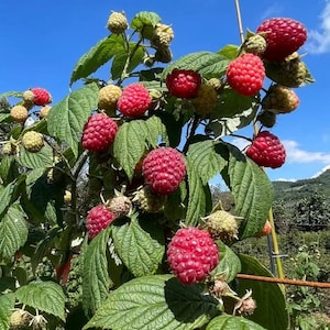 May include: A raspberry plant with numerous bright red, ripe berries and several pale green, unripe berries nestled among textured, serrated green leaves. The plant is set against a clear, bright blue sky with distant green hills visible.