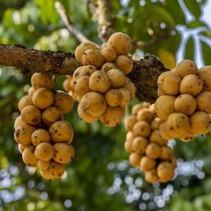 May include: Clusters of round, light yellow langsat fruit hanging from a textured brown tree branch. Each fruit has a smooth, thin skin with small dark brown spots, densely packed together in bunches against a blurred green foliage background.
