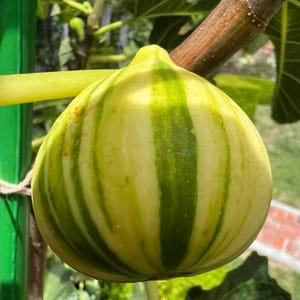 Panachee Tiger Stripe Fig Tree | Grafted Bare Root Sapling | Rare Striped Fruit Tree with Raspberry Citrus Flavor